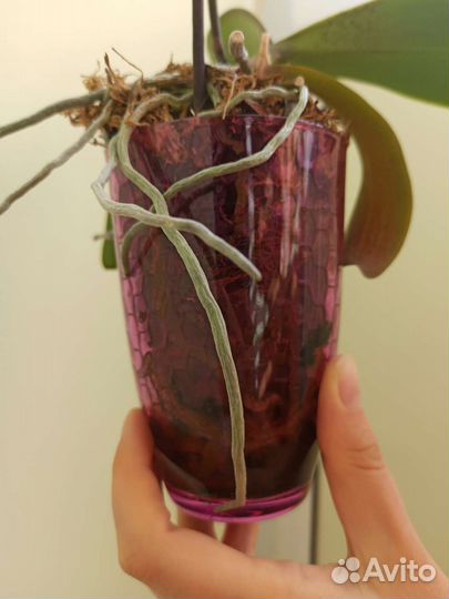 Орхидея фаленопсис