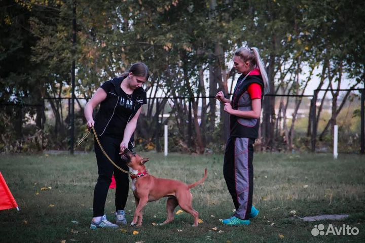 Дрессировка и передержка собак