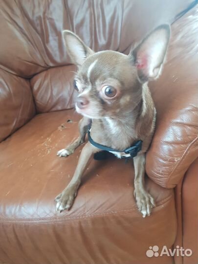 Вязка чихуахуа