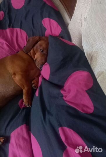 Такса мальчик(вязка)