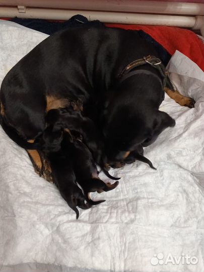 Щенки миниатюрной таксы (бронь)