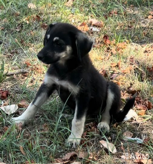 Собачка в добрые руки