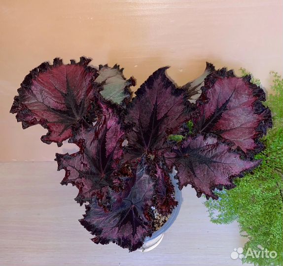 Бегонии SWS сорта 2