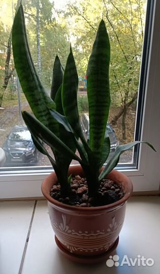 Сансевиерия сортовая