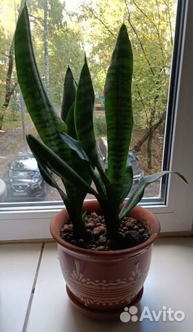 Сансевиерия сортовая