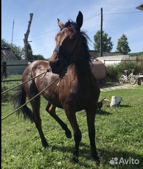 Лошадь кобыла