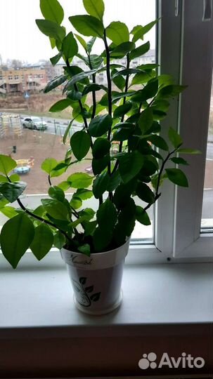 Роскошный фикус и Педилантус