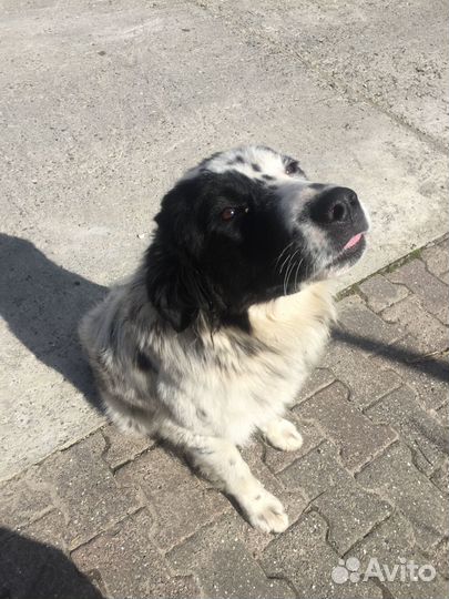 Собака мальчик 8 мес помесь обработан