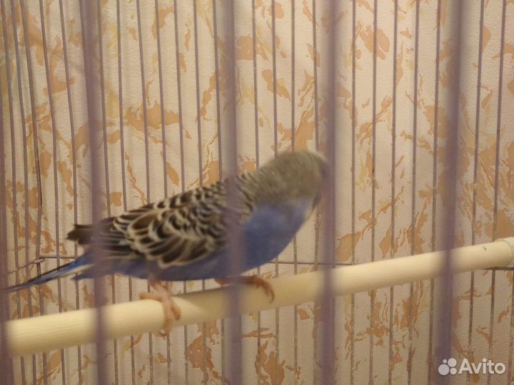 Самец волнистый попугай 1 год для дамы