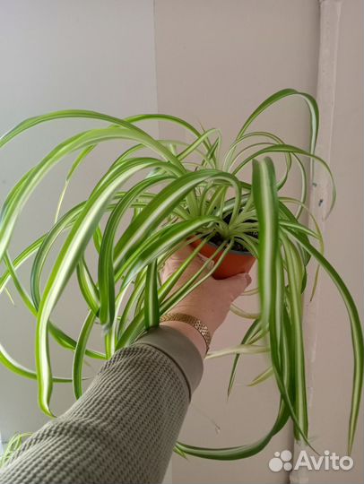 Бегония, монстера Манки,хойя