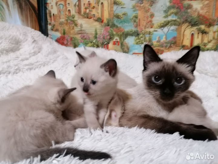 Сиамские котята