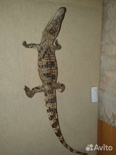 Чучело крокодила