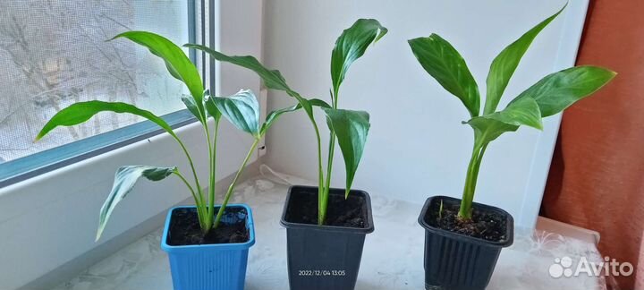 Спатифиллум