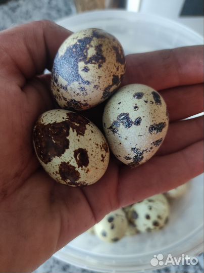 Яйца перепелиные домашние