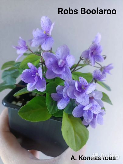 Трейлеры ампельные и кустовые