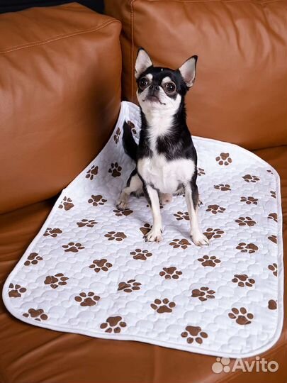 Вязка собак, мальчик ищет девочку