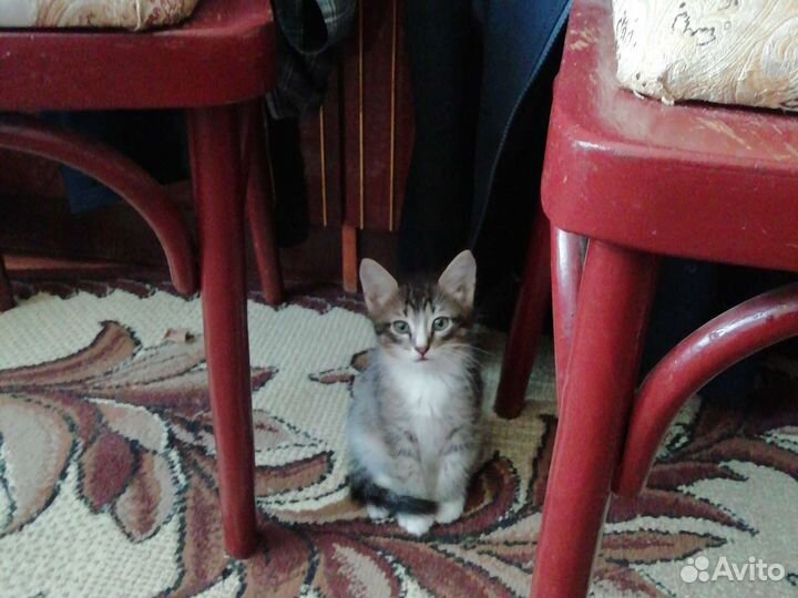 Котята