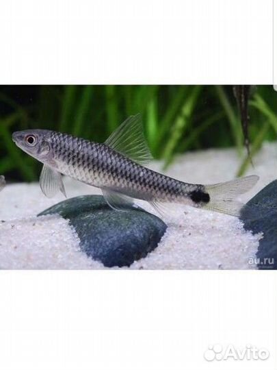 Сиамский водорослеед