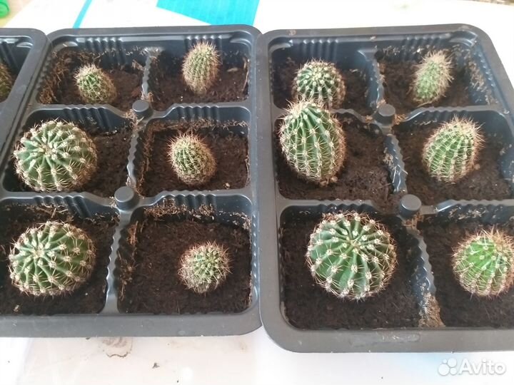 Кактус