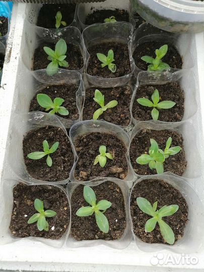 Рассада цветы петуния