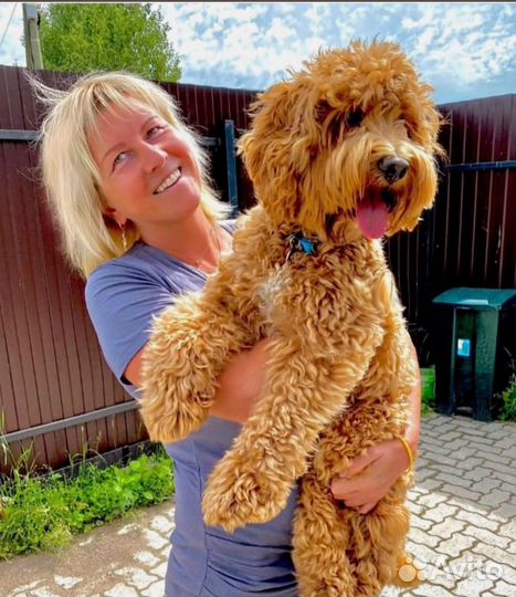 Хотите купить щенка Коббердога/Лабрадуделя