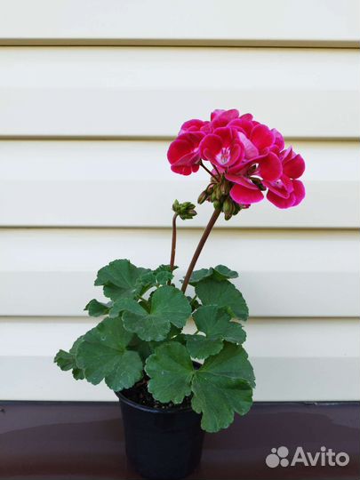 Герань пеларгония