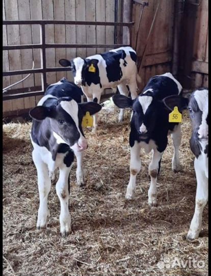 Телята бычки