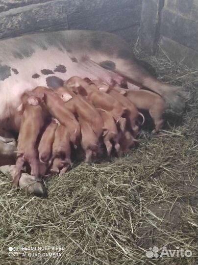 Поросята Дюрок и Дюрок/ландрас