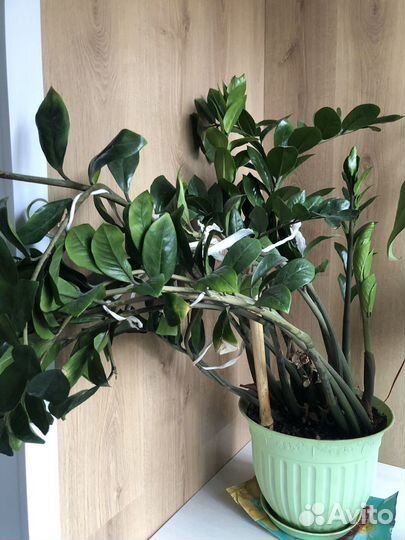 Замиокулькас, фикусы каучук, бенджамина, драцена