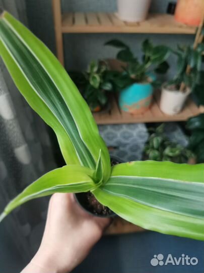 Пальма драцена