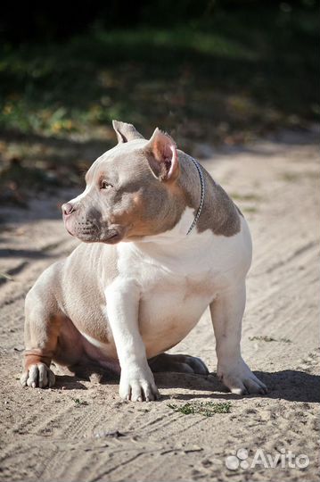 Шикарный щенок американский булли