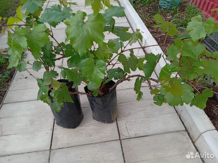 Виноград. Саженцы винограда