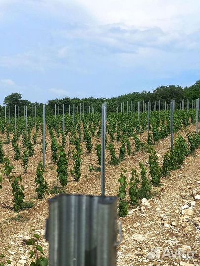 Шпалерные столбы для винограда