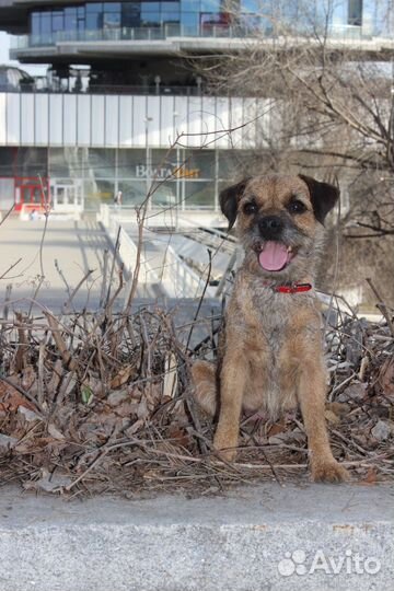 Бордер терьер щенки