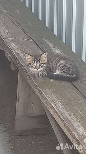 Котята отдам в хорошие руки