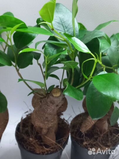 Фикус микрокарпа гинсенг