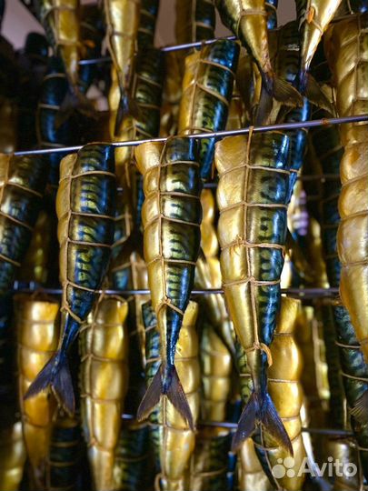 Рыба Скумбрия гор. б/г цена за кг