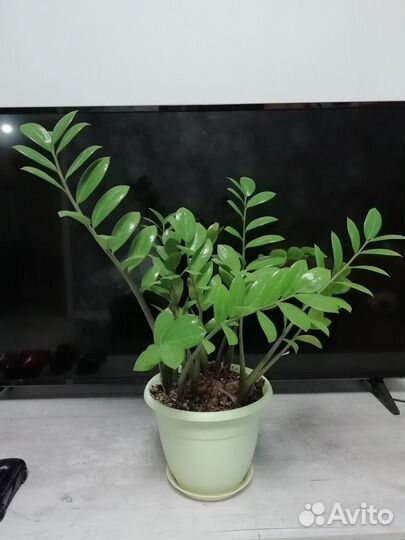 Замиокулькас