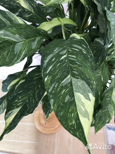 Спатифиллум Вариегатный даймонд женское счастье