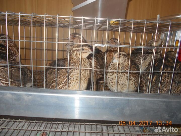 Манжурские перепела