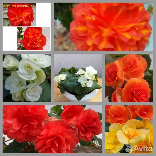 Бегония Элатиор