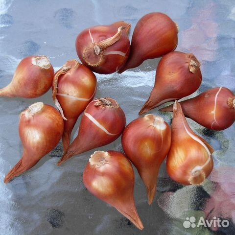 Луковица тюльпанов оптом 12;14+для выгонки