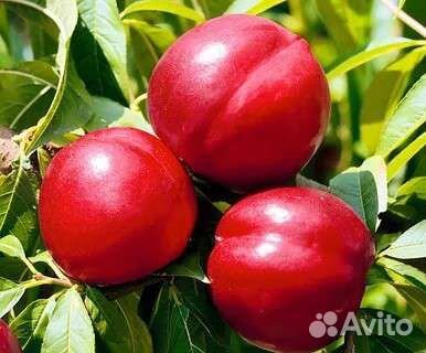 Саженцы сливы