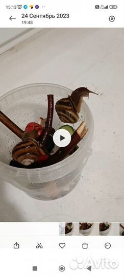 Улитки Цепея неморалис