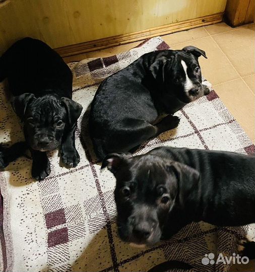 Щенки американского булли