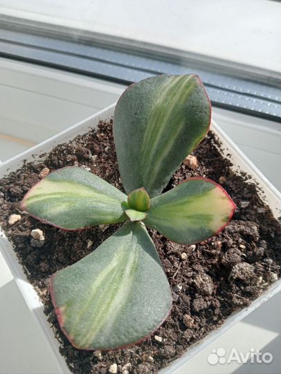 Крассула Блю Берд медиовариегатная