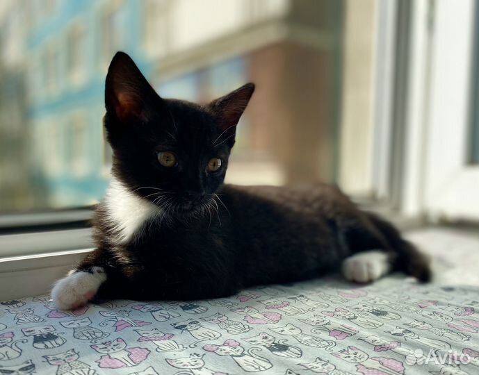 Кошка