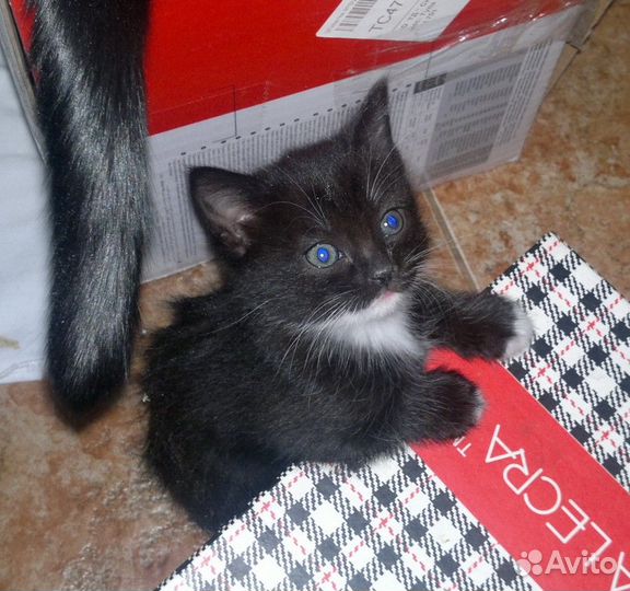 Кнопка- маленькая черная девочка 2 мес в дар