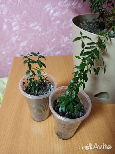 Мирт - символ семейного благосостояния