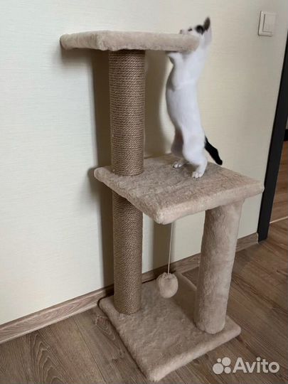 Когтеточка для кошек